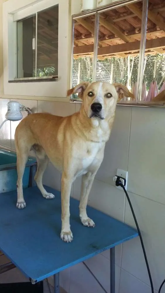 Cachorro ra a Vira-lata idade 4 anos nome Rabudo