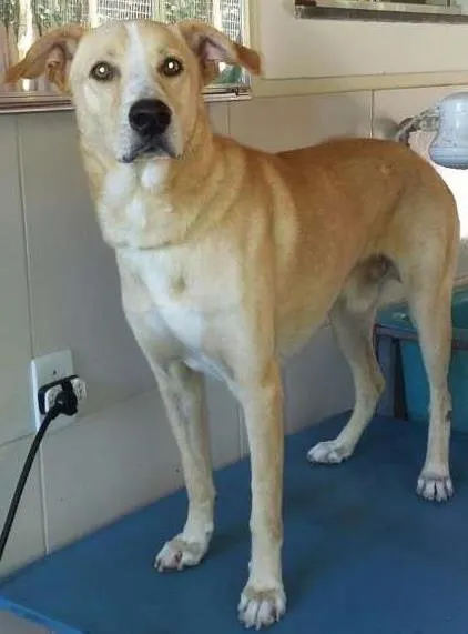 Cachorro ra a Vira-lata idade 4 anos nome Rabudo