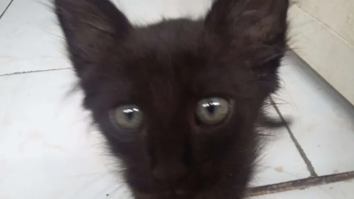Gato ra a - idade Abaixo de 2 meses nome -