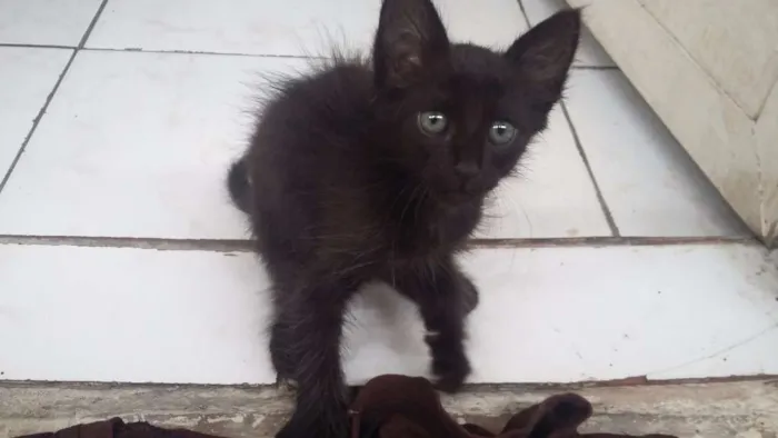 Gato ra a - idade Abaixo de 2 meses nome -