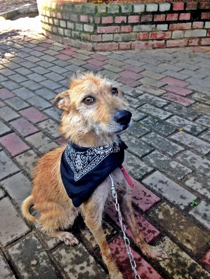 Cachorro ra a  idade 2 anos nome Pedro