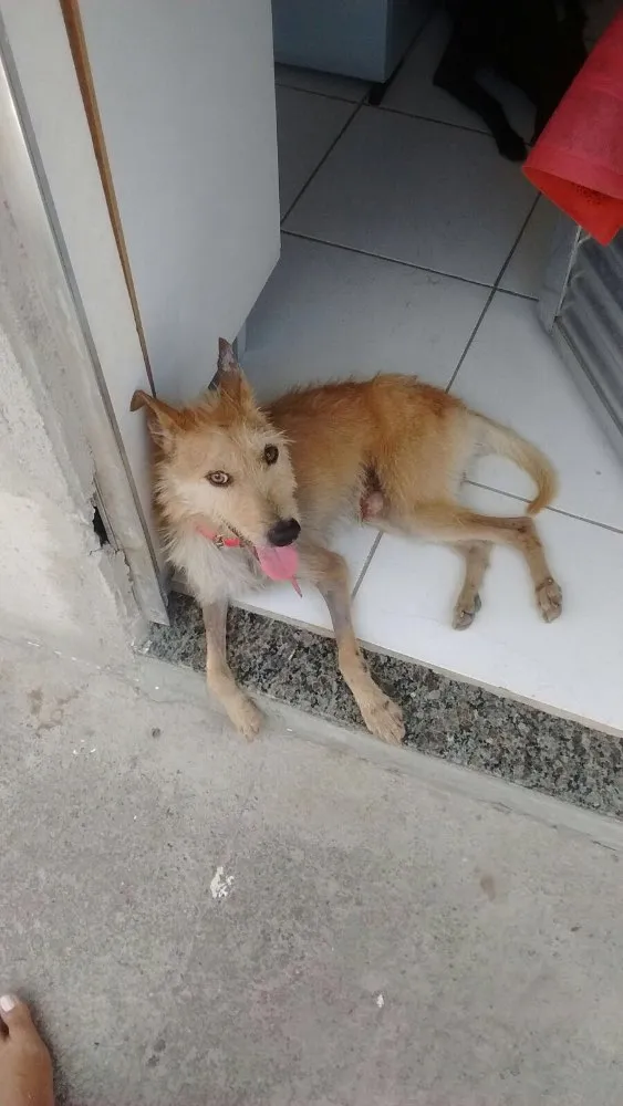 Cachorro ra a  idade 2 anos nome Pedro