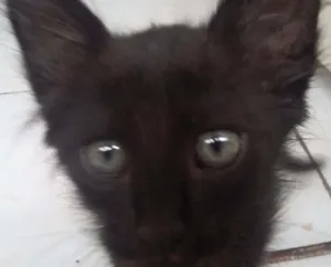 Gato raça - idade Abaixo de 2 meses nome -