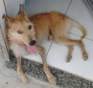 Cachorro raça  idade 2 anos nome Pedro