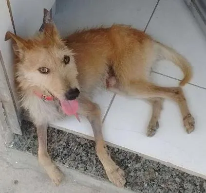Cachorro ra a  idade 2 anos nome Pedro