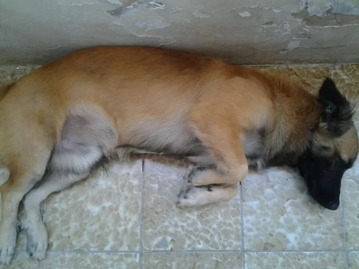Cachorro ra a viralata idade 1 ano nome Freed