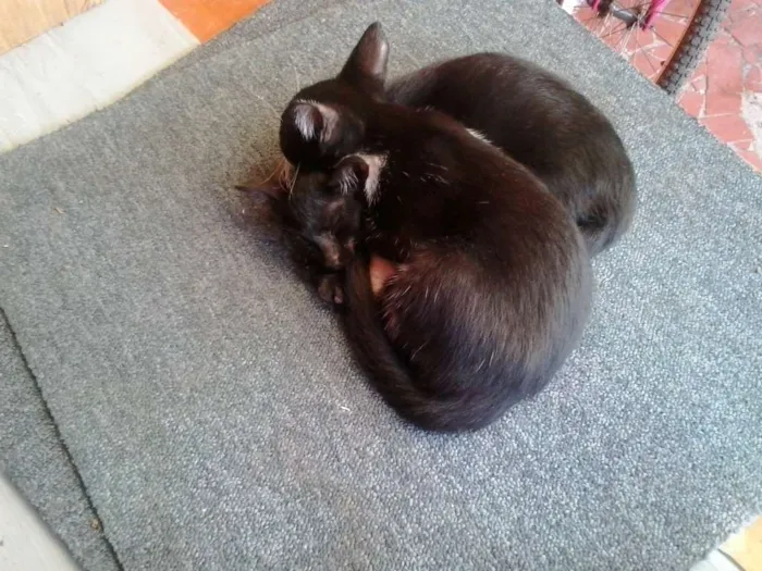 Gato ra a normal idade 2 a 6 meses nome sapequinha olaf mel