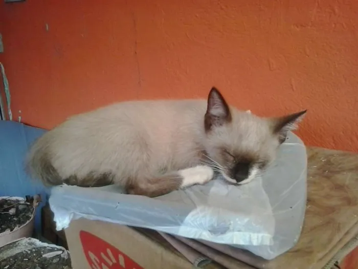 Gato ra a normal idade 2 a 6 meses nome sapequinha olaf mel