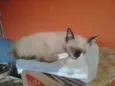 sapequinha olaf mel
