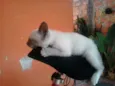 sapequinha olaf mel