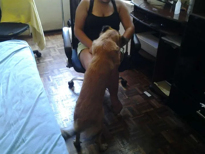 Cachorro ra a viralata idade 1 ano nome Freed