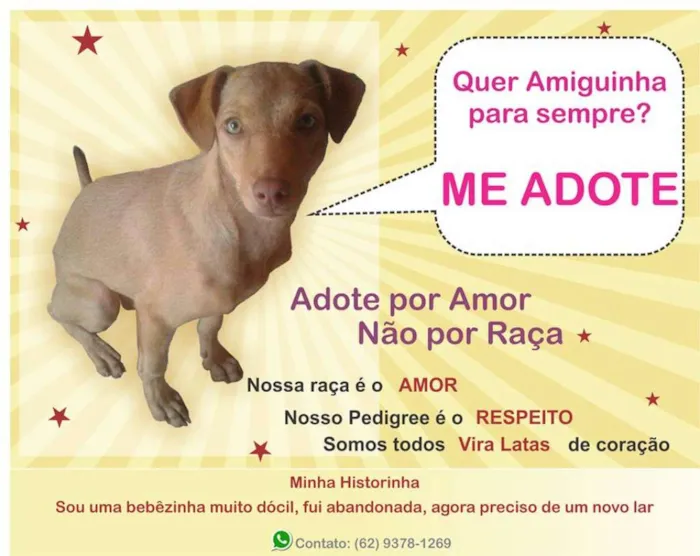 Cachorro ra a SRD idade 7 a 11 meses nome Adote