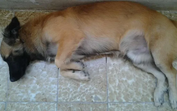 Cachorro ra a viralata idade 1 ano nome Freed