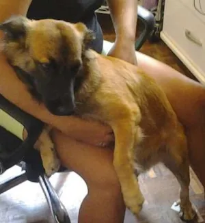 Cachorro raça viralata idade 1 ano nome Freed