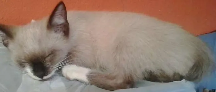 Gato ra a normal idade 2 a 6 meses nome sapequinha olaf mel
