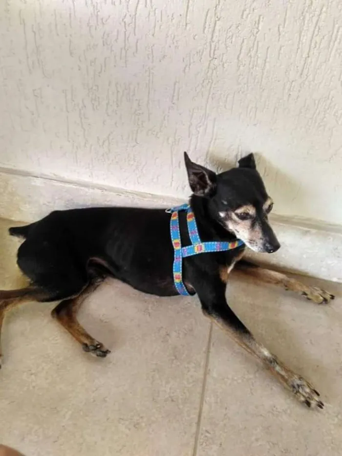 Cachorro ra a Pinscher idade 6 ou mais anos nome Pinscher