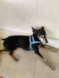 Pinscher