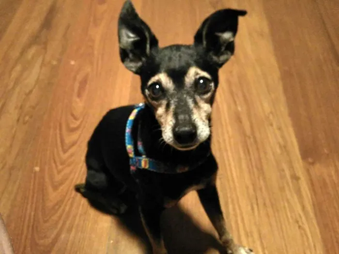 Cachorro ra a Pinscher idade 6 ou mais anos nome Pinscher