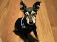 Pinscher