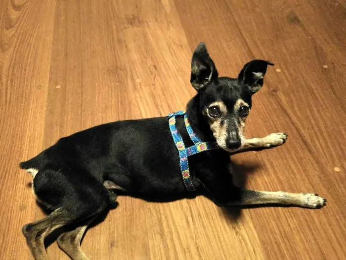 Cachorro ra a Pinscher idade 6 ou mais anos nome Pinscher