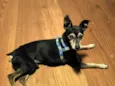 Pinscher
