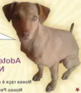 Adote