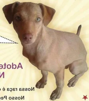 Cachorro raça SRD idade 7 a 11 meses nome Adote