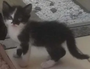 Gato raça SRD idade Abaixo de 2 meses nome fofinho