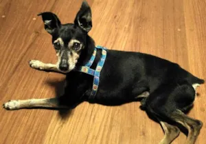 Cachorro raça Pinscher idade 6 ou mais anos nome Pinscher
