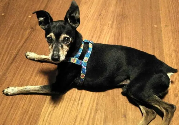Cachorro ra a Pinscher idade 6 ou mais anos nome Pinscher