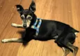 Pinscher