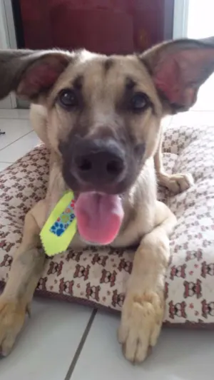 Cachorro raça SRD idade 7 a 11 meses nome Paçoca