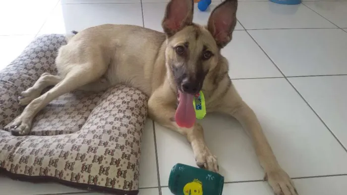 Cachorro raça SRD idade 7 a 11 meses nome Paçoca