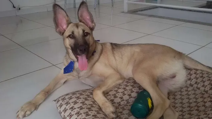 Cachorro raça SRD idade 7 a 11 meses nome Paçoca