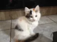 Amora