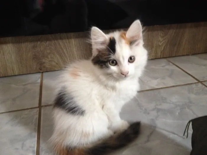 Gato ra a Não sei idade 2 a 6 meses nome Amora