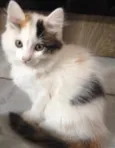 Amora
