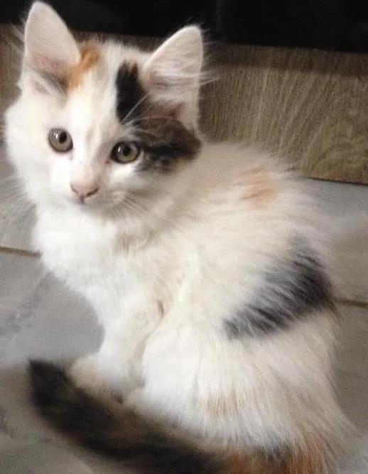 Gato ra a Não sei idade 2 a 6 meses nome Amora