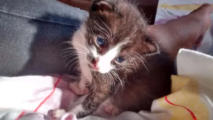 Gato raça SRD idade Abaixo de 2 meses nome Mel