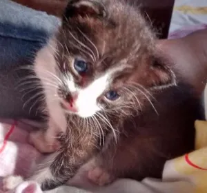 Gato raça SRD idade Abaixo de 2 meses nome Mel