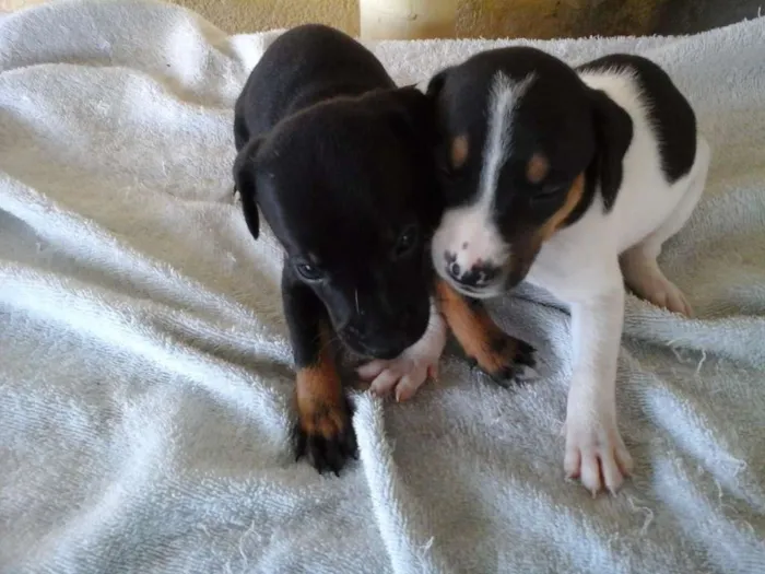 Cachorro ra a Vira lata  idade Abaixo de 2 meses nome Maia