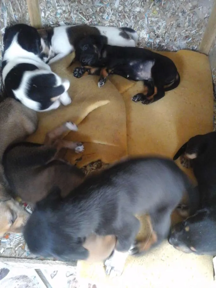 Cachorro ra a Vira lata  idade Abaixo de 2 meses nome Maia