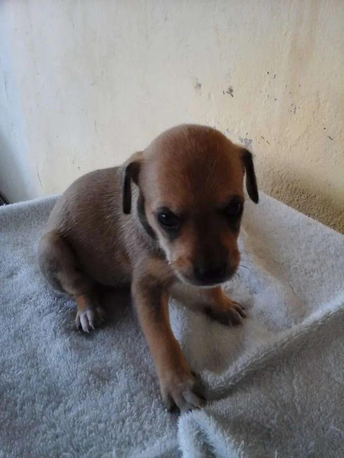 Cachorro ra a Vira lata  idade Abaixo de 2 meses nome Maia