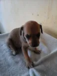 Maia
