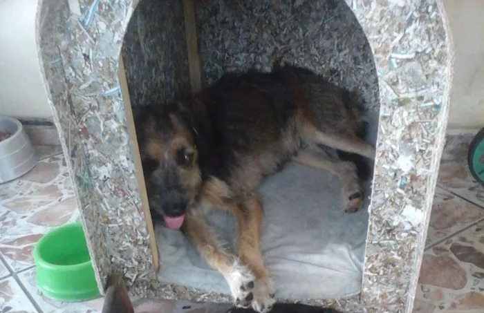 Cachorro ra a Vira lata  idade Abaixo de 2 meses nome Maia
