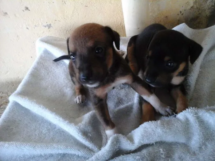 Cachorro ra a Vira lata  idade Abaixo de 2 meses nome Maia