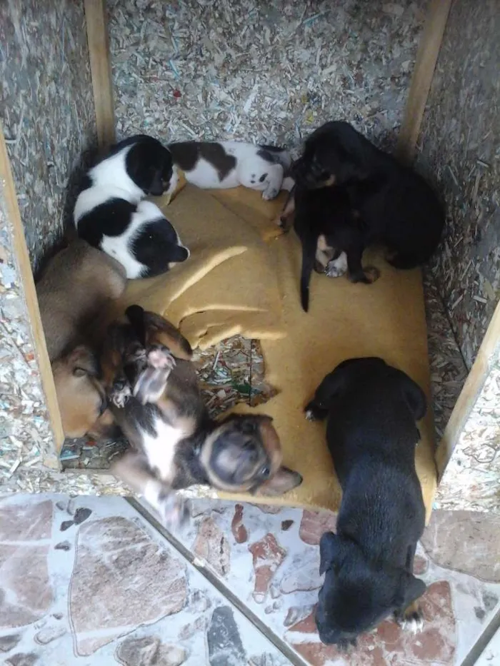 Cachorro ra a Vira lata  idade Abaixo de 2 meses nome Maia