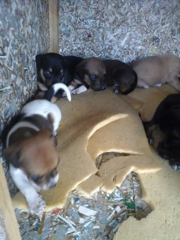 Cachorro ra a Vira lata  idade Abaixo de 2 meses nome Maia