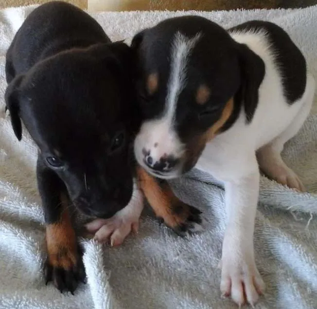 Cachorro ra a Vira lata  idade Abaixo de 2 meses nome Maia