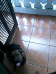Amora